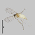  ( - NHMO-ENT-548176)  @11 [ ] by-sa (2021) Hallvard Elven University of Oslo, Natural History Museum