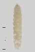  ( - NHMO-ENT-547967)  @11 [ ] by-sa (2021) Hallvard Elven University of Oslo, Natural History Museum