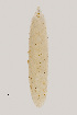  (Jaapiella inflatae - NHMO-ENT-547968)  @11 [ ] by-sa (2021) Hallvard Elven University of Oslo, Natural History Museum