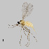  ( - NHMO-ENT-548177)  @11 [ ] by-sa (2021) Hallvard Elven University of Oslo, Natural History Museum