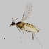  ( - NHMO-ENT-548178)  @11 [ ] by-sa (2021) Hallvard Elven University of Oslo, Natural History Museum