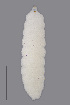  ( - NHMO-ENT-547971)  @11 [ ] by-sa (2021) Hallvard Elven University of Oslo, Natural History Museum