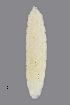  (Dasineura populeti - NHMO-ENT-547972)  @11 [ ] by-sa (2021) Hallvard Elven University of Oslo, Natural History Museum
