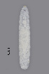  (Macrolabis cirsii - NHMO-ENT-547974)  @11 [ ] by-sa (2021) Hallvard Elven University of Oslo, Natural History Museum