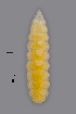  (Macrolabis achilleae - NHMO-ENT-547975)  @11 [ ] by-sa (2021) Hallvard Elven University of Oslo, Natural History Museum