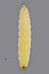  (Contarinia viburnorum - NHMO-ENT-547977)  @11 [ ] by-sa (2021) Hallvard Elven University of Oslo, Natural History Museum