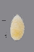  ( - NHMO-ENT-547978)  @11 [ ] by-sa (2021) Hallvard Elven University of Oslo, Natural History Museum