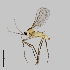  ( - NHMO-ENT-548181)  @11 [ ] by-sa (2021) Hallvard Elven University of Oslo, Natural History Museum