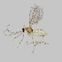  ( - NHMO-ENT-548182)  @11 [ ] by-sa (2021) Hallvard Elven University of Oslo, Natural History Museum