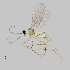  ( - NHMO-ENT-548186)  @11 [ ] by-sa (2021) Hallvard Elven University of Oslo, Natural History Museum