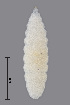  (Dasineura saussureae - NHMO-ENT-547986)  @11 [ ] by-sa (2021) Hallvard Elven University of Oslo, Natural History Museum
