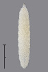  (Contarinia solani - NHMO-ENT-547987)  @11 [ ] by-sa (2021) Hallvard Elven University of Oslo, Natural History Museum