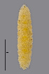  (Contarinia lysimachiae - NHMO-ENT-547989)  @11 [ ] by-sa (2021) Hallvard Elven University of Oslo, Natural History Museum