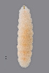  (Dasineura miki - NHMO-ENT-547994)  @11 [ ] by-sa (2021) Hallvard Elven University of Oslo, Natural History Museum