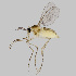  ( - NHMO-ENT-548202)  @11 [ ] by-sa (2021) Hallvard Elven University of Oslo, Natural History Museum