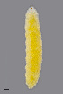  (Contarinia artemisiae - NHMO-ENT-547998)  @11 [ ] by-sa (2021) Hallvard Elven University of Oslo, Natural History Museum