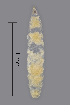  ( - NHMO-ENT-548002)  @11 [ ] by-sa (2021) Hallvard Elven University of Oslo, Natural History Museum