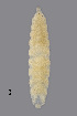  (Macrolabis - NHMO-ENT-548004)  @11 [ ] by-sa (2021) Hallvard Elven University of Oslo, Natural History Museum