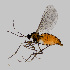  (Cupressatia - NHMO-ENT-548225)  @11 [ ] by-sa (2021) Hallvard Elven University of Oslo, Natural History Museum