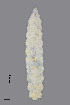  (Contarinia coryli - NHMO-ENT-548018)  @11 [ ] by-sa (2021) Hallvard Elven University of Oslo, Natural History Museum