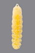  (Harmandiola cavernosa - NHMO-ENT-548095)  @11 [ ] by-sa (2021) Hallvard Elven University of Oslo, Natural History Museum