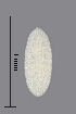  (Harmandiola - NHMO-ENT-548096)  @11 [ ] by-sa (2021) Hallvard Elven University of Oslo, Natural History Museum