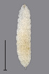  (Dasineura traili - NHMO-ENT-548097)  @11 [ ] by-sa (2021) Hallvard Elven University of Oslo, Natural History Museum