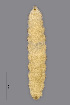  (Macrodiplosis - NHMO-ENT-548101)  @11 [ ] by-sa (2021) Hallvard Elven University of Oslo, Natural History Museum