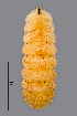  (Lasioptera rubi - NHMO-ENT-548105)  @11 [ ] by-sa (2021) Hallvard Elven University of Oslo, Natural History Museum