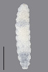  (Contarinia petioli - NHMO-ENT-548107)  @11 [ ] by-sa (2021) Hallvard Elven University of Oslo, Natural History Museum