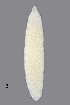  (Contarinia floriperda - NHMO-ENT-548108)  @11 [ ] by-sa (2021) Hallvard Elven University of Oslo, Natural History Museum