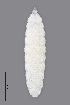  ( - NHMO-ENT-548112)  @11 [ ] by-sa (2021) Hallvard Elven University of Oslo, Natural History Museum