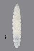  (Contarinia fagi - NHMO-ENT-548113)  @11 [ ] by-sa (2021) Hallvard Elven University of Oslo, Natural History Museum