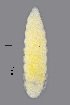  ( - NHMO-ENT-548115)  @11 [ ] by-sa (2021) Hallvard Elven University of Oslo, Natural History Museum