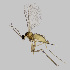  (Jaapiella schmidti - NHMO-ENT-548163)  @11 [ ] by-sa (2021) Hallvard Elven University of Oslo, Natural History Museum