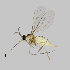  ( - NHMO-ENT-548165)  @11 [ ] by-sa (2021) Hallvard Elven University of Oslo, Natural History Museum
