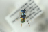 ( - HYMNI2299)  @12 [ ] CreativeCommons - Attribution Non-Commercial Share-Alike (2017) Arnstein Staverlokk Norwegian Institute of Nature Research