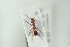  ( - HYMNI2274)  @12 [ ] CreativeCommons - Attribution Non-Commercial Share-Alike (2017) Arnstein Staverlokk Norwegian Institute of Nature Research