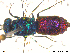  ( - Chrysis112)  @12 [ ] CreativeCommons - Attribution Non-Commercial Share-Alike (2013) Arnstein Staverlokk Norwegian Institute of Nature Research