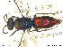  ( - Chrysis143)  @13 [ ] CreativeCommons - Attribution Non-Commercial Share-Alike (2013) Arnstein Staverlokk Norwegian Institute of Nature Research