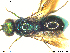 ( - Chrysis166)  @12 [ ] CreativeCommons - Attribution Non-Commercial Share-Alike (2013) Arnstein Staverlokk Norwegian Institute of Nature Research
