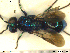  ( - Chrysis167)  @12 [ ] CreativeCommons - Attribution Non-Commercial Share-Alike (2013) Arnstein Staverlokk Norwegian Institute of Nature Research
