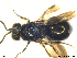  ( - Chrysis171)  @13 [ ] CreativeCommons - Attribution Non-Commercial Share-Alike (2013) Arnstein Staverlokk Norwegian Institute of Nature Research