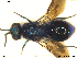 ( - Chrysis175)  @13 [ ] CreativeCommons - Attribution Non-Commercial Share-Alike (2013) Arnstein Staverlokk Norwegian Institute of Nature Research