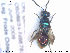  (Elampus constrictus - NOCHR196)  @14 [ ] CreativeCommons - Attribution Non-Commercial Share-Alike (2013) Arnstein Staverlokk Norwegian Institute of Nature Research