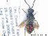  ( - NOCHR197)  @13 [ ] CreativeCommons - Attribution Non-Commercial Share-Alike (2013) Arnstein Staverlokk Norwegian Institute of Nature Research