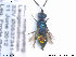  ( - NOCHR198)  @13 [ ] CreativeCommons - Attribution Non-Commercial Share-Alike (2013) Arnstein Staverlokk Norwegian Institute of Nature Research