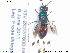  (Elampus foveatus - NOCHR199)  @13 [ ] CreativeCommons - Attribution Non-Commercial Share-Alike (2013) Arnstein Staverlokk Norwegian Institute of Nature Research