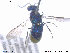  ( - NOCHR247)  @12 [ ] CreativeCommons - Attribution Non-Commercial Share-Alike (2013) Arnstein Staverlokk Norwegian Institute of Nature Research