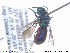  ( - NOCHR255)  @13 [ ] CreativeCommons - Attribution Non-Commercial Share-Alike (2013) Arnstein Staverlokk Norwegian Institute of Nature Research